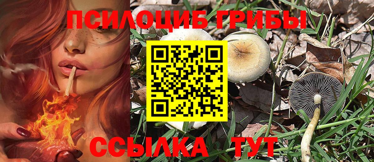 Галлюциногенные грибы Psilocybe Кропоткин